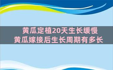 黄瓜定植20天生长缓慢 黄瓜嫁接后生长周期有多长